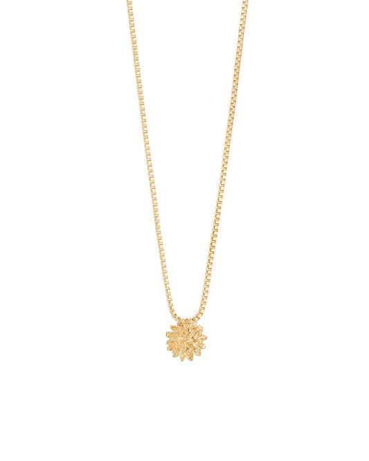 COLLAR ENTRE FLOR, SEPTIEMBRE- ASTER